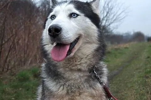 Chaber cudny psiak w typie husky czeka na dom,  śl