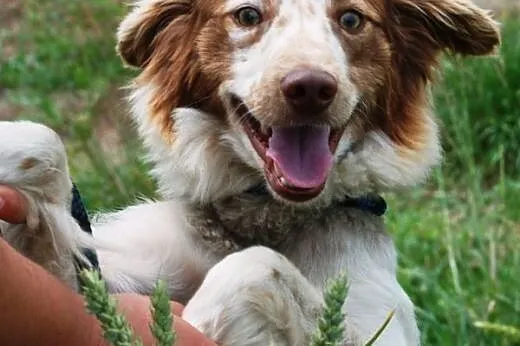 Grosik piękny, długowłosy szczeniak ( 8 mcy) ADOPCJA,  małopolskie Kraków
