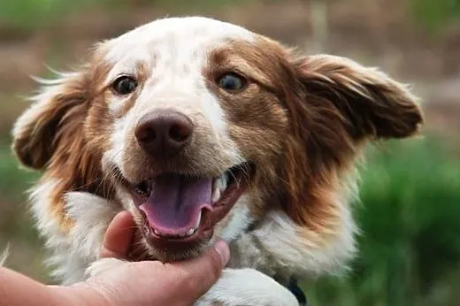 Grosik piękny, długowłosy szczeniak ( 8 mcy) ADOPC