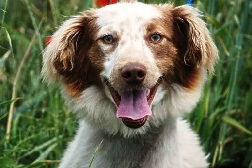 Grosik piękny, długowłosy szczeniak ( 8 mcy) ADOPC