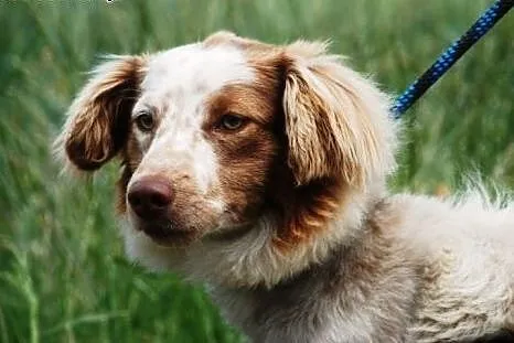Grosik piękny, długowłosy szczeniak ( 8 mcy) ADOPC
