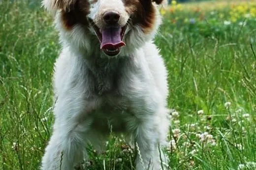 Grosik piękny, długowłosy szczeniak ( 8 mcy) ADOPC