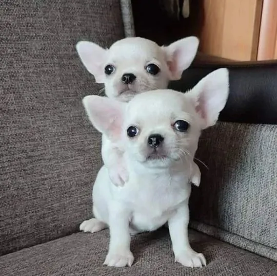 Przepiękne szczenięta chihuahua gotowe do sprzedaży w nowych domach