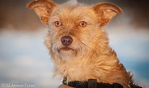 OTOZ Animals - Nasza - cudowna, spokojna suczka pr