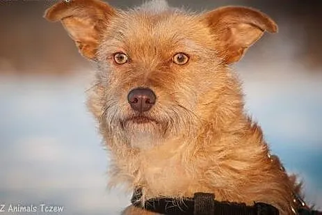 OTOZ Animals - Nasza - cudowna, spokojna suczka pr