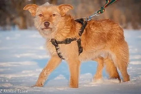 OTOZ Animals - Nasza - cudowna, spokojna suczka pr