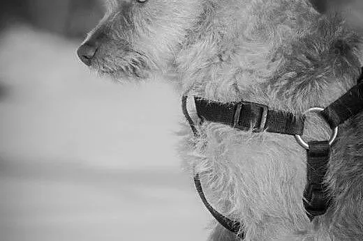 OTOZ Animals - Nasza - cudowna, spokojna suczka pr