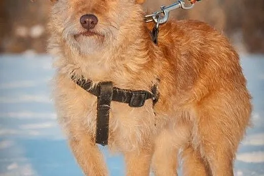 OTOZ Animals - Nasza - cudowna, spokojna suczka pr