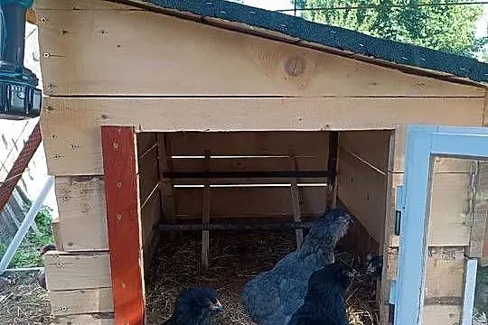 Araukana kurki,koguty, Zachodniopomorskie, Słodkowo