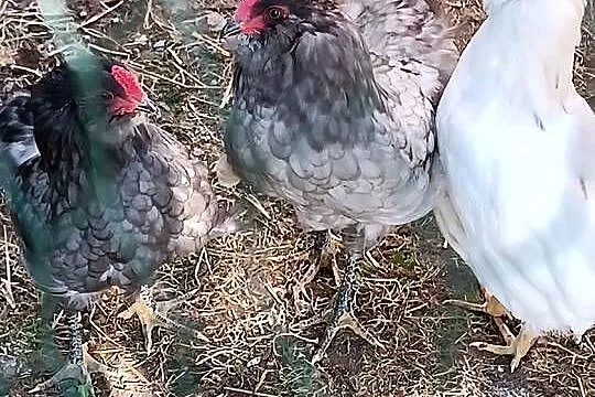 Araukana kurki,koguty, Zachodniopomorskie, Słodkowo