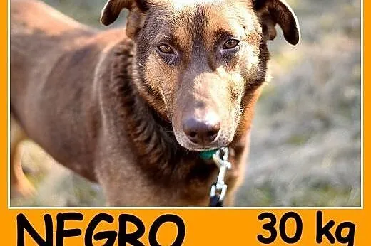 30 kg, zrównoważony, spokojny, grzeczny,przyjazny pies NEGRO.Adopcja,  dolnośląskie Wrocław