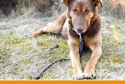 30 kg, zrównoważony, spokojny, grzeczny,przyjazny 