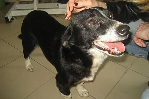Kaufik szuka domu,  łódzkie Łask