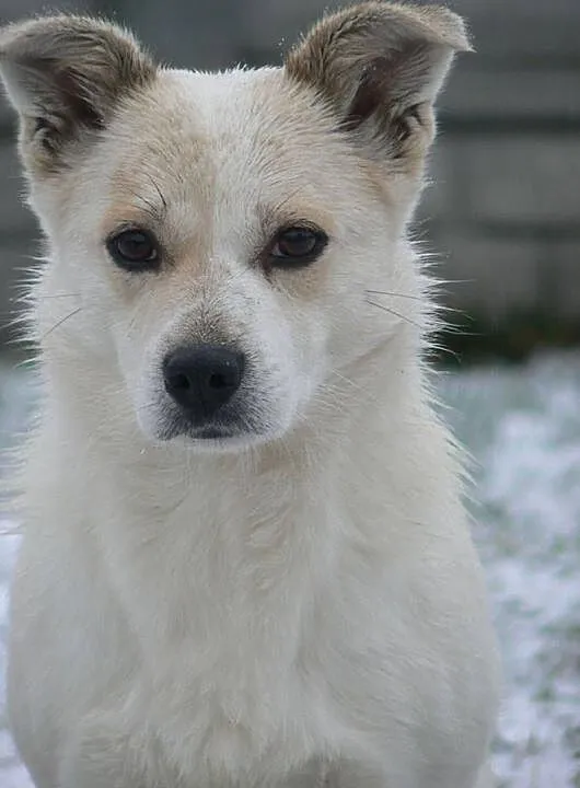 Kremuś-9kg, lękliwy psiak nie może odnaleźć się za kratami schronisko - PILNIE szuka domu, Mazowieckie, Warszawa