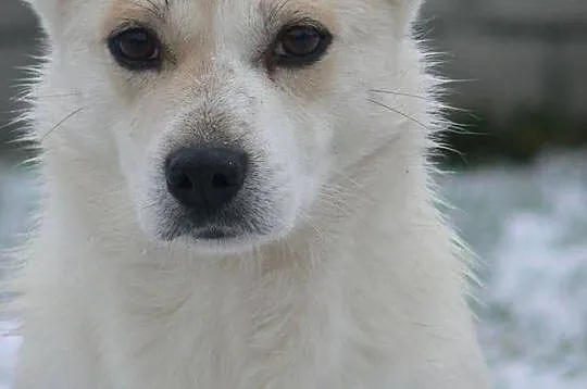 Kremuś-9kg, lękliwy psiak nie może odnaleźć się za kratami schronisko - PILNIE szuka domu, Mazowieckie, Warszawa