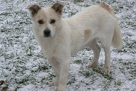 Kremuś-9kg, lękliwy psiak nie może odnaleźć się za kratami schronisko - PILNIE szuka domu, Mazowieckie, Warszawa