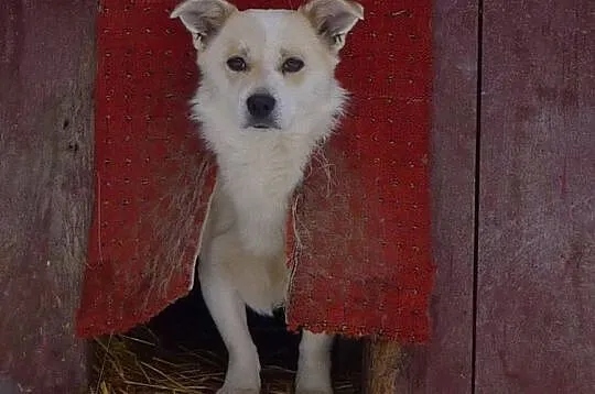 Kremuś-9kg, lękliwy psiak nie może odnaleźć się za kratami schronisko - PILNIE szuka domu, Mazowieckie, Warszawa