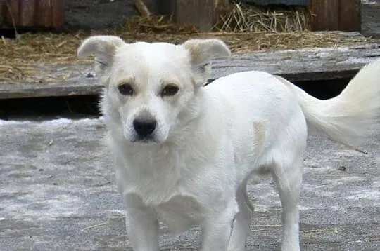Kremuś-9kg, lękliwy psiak nie może odnaleźć się za kratami schronisko - PILNIE szuka domu, Mazowieckie, Warszawa
