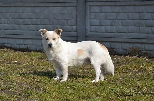 Kremuś-9kg, lękliwy psiak nie może odnaleźć się za kratami schronisko - PILNIE szuka domu, Mazowieckie, Warszawa