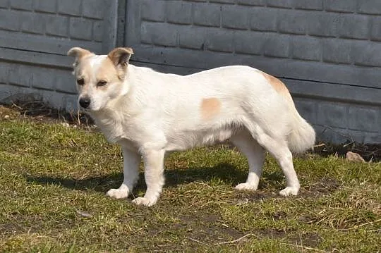 Kremuś-9kg, lękliwy psiak nie może odnaleźć się za kratami schronisko - PILNIE szuka domu, Mazowieckie, Warszawa