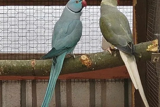 Papugi aleksandretty, aleksandretta, Małopolskie, Tarnów