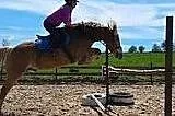 Haflinger wałach 6 lat, Wałbrzych