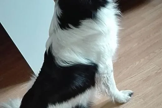 Roki około 2 letni psiak w typie Border Collie szu