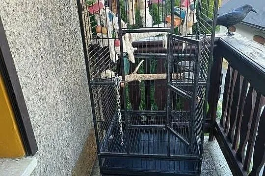 Klatka dla dużych Papug