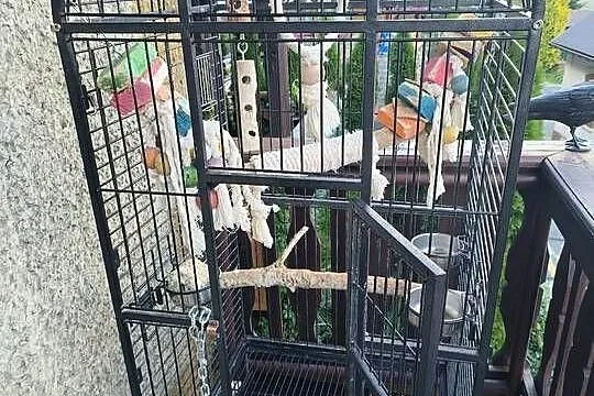 Klatka dla dużych Papug, Małopolskie, Zawoja