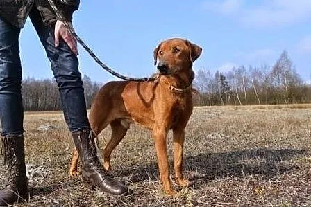 Moris - piękny rudzielec o przenikliwym, mądrym sp
