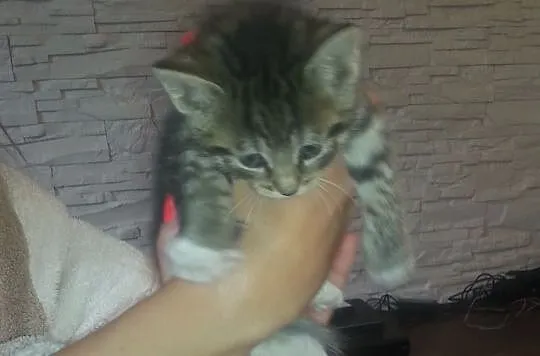 Oddam 4 śliczne kociaki!