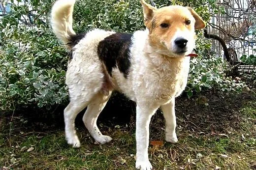 FOKS-młody,bardzo grzeczny,mądry,adopcja!!,  świętokrzyskie Kielce