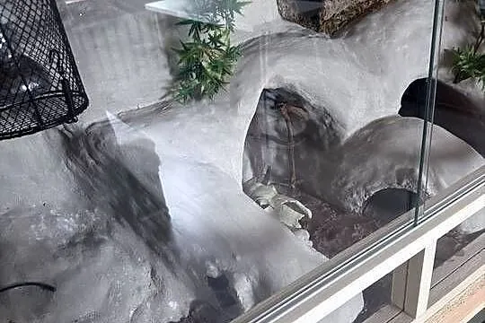 Sprzedam terarium oraz gekona lamparckoego, Kujawsko-pomorskie, Kołodziejewo