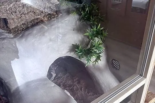 Sprzedam terarium oraz gekona lamparckoego, Kujawsko-pomorskie, Kołodziejewo