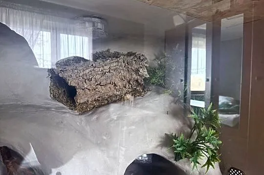 Sprzedam terarium oraz gekona lamparckoego, Kujawsko-pomorskie, Kołodziejewo