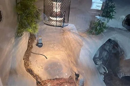 Sprzedam terarium oraz gekona lamparckoego, Kujawsko-pomorskie, Kołodziejewo