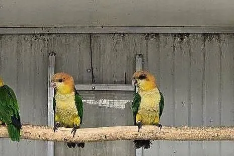 Barwinka Białobrzucha (Pionites leucogaster)