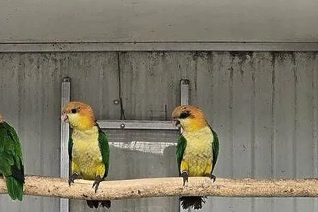 Barwinka Białobrzucha (Pionites leucogaster), Małopolskie, Skawina