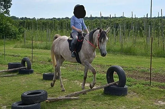 Wałach czystej krwi arabskiej, , 
