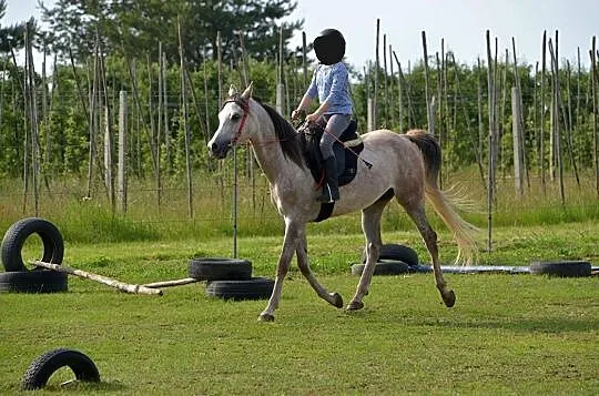 Wałach czystej krwi arabskiej, , 