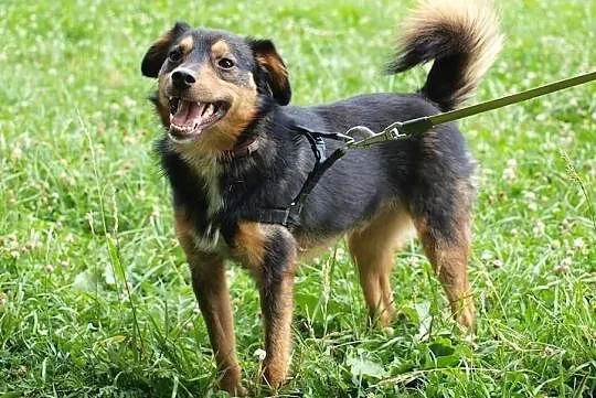 Barney młodziuteńki psiak kochający ludzi i świat szuka dobrego domku, Wielkopolskie, Poznań