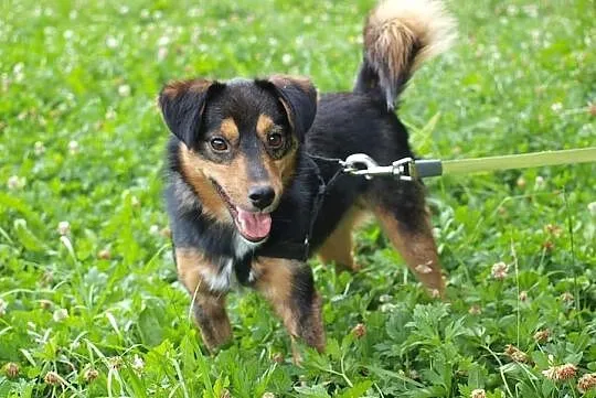 Barney młodziuteńki psiak kochający ludzi i świat szuka dobrego domku, Wielkopolskie, Poznań