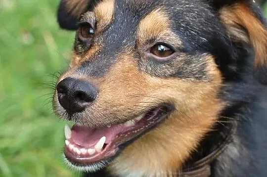 Barney młodziuteńki psiak kochający ludzi i świat szuka dobrego domku, Wielkopolskie, Poznań