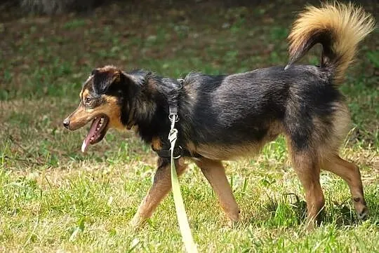 Barney młodziuteńki psiak kochający ludzi i świat szuka dobrego domku, Wielkopolskie, Poznań