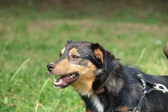 Barney młodziuteńki psiak kochający ludzi i świat szuka dobrego domku, Wielkopolskie, Poznań