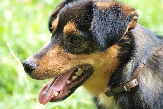 Barney młodziuteńki psiak kochający ludzi i świat szuka dobrego domku, Wielkopolskie, Poznań