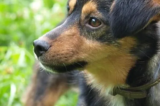 Barney młodziuteńki psiak kochający ludzi i świat szuka dobrego domku, Wielkopolskie, Poznań