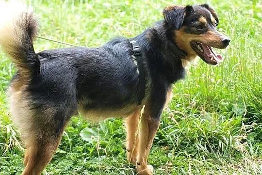 Barney młodziuteńki psiak kochający ludzi i świat szuka dobrego domku, Wielkopolskie, Poznań