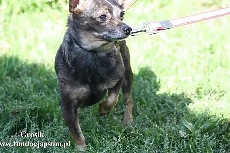 Grosik- uroczy, wspaniały maluch!,  mazowieckie No