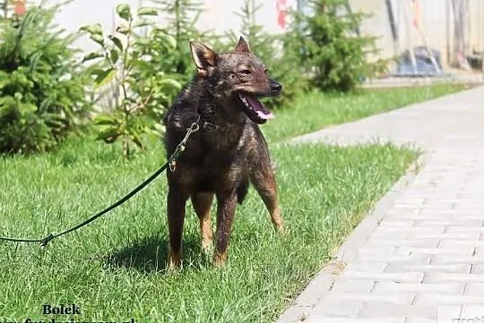Bolek - zawsze uśmiechnięty piesek, Mazowieckie, Nowy Dwór Mazowiecki